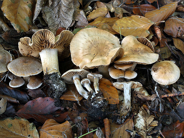 pavučinovec šafranovonohý hľuzovitý Cortinarius safranopes var. bulbosus Rob. Henry