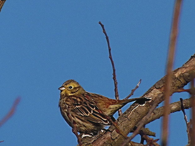 strnádka žltá   /   strnad obecný Emberiza citrinella Linnaeus, 1758