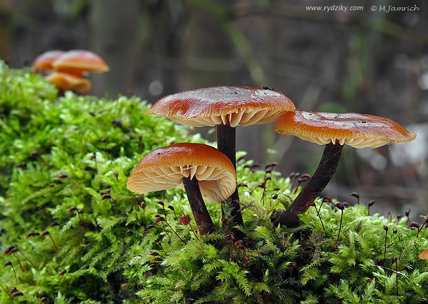 plamienka Flammulina sp.