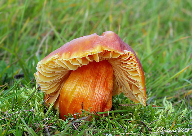 lúčnica granátovočervená Hygrocybe punicea (Fr.) P. Kumm.