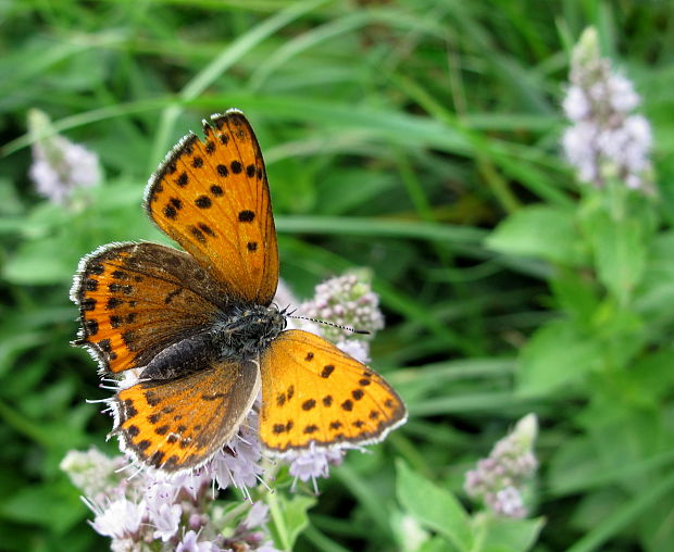 ohniváčik prútnatcový Lycaena thersamon