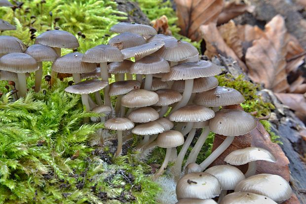 prilbička hnedosivá Mycena tintinnabulum (Paulet) Quél.