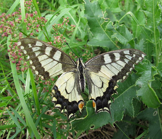 vidlochvost feniklový Papilio machaon