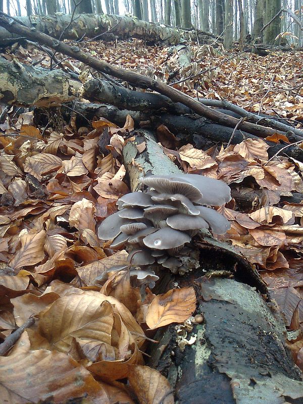 hliva ustricovitá Pleurotus ostreatus (Jacq.) P. Kumm.