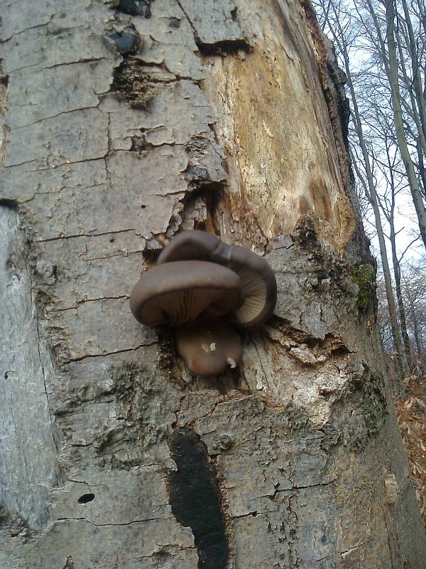 hliva ustricovitá Pleurotus ostreatus (Jacq.) P. Kumm.