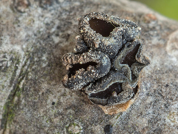 dutinovka lužná Sclerencoelia fascicularis (Alb. & Schwein.) P. Karst.