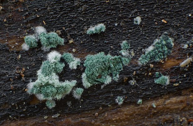 trichoderma Trichoderma sp.