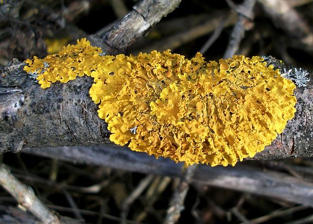 diskovník múrový Xanthoria parietina var. parietina