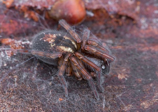 cedivka podkôrna Amaurobius fenestralis