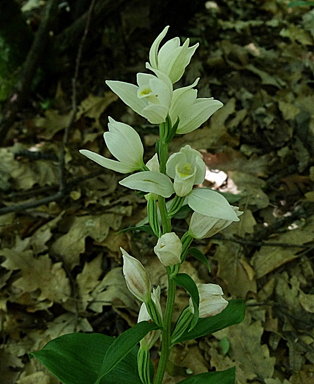 prilbovka biela Cephalanthera damasonium (Mill.) Druce