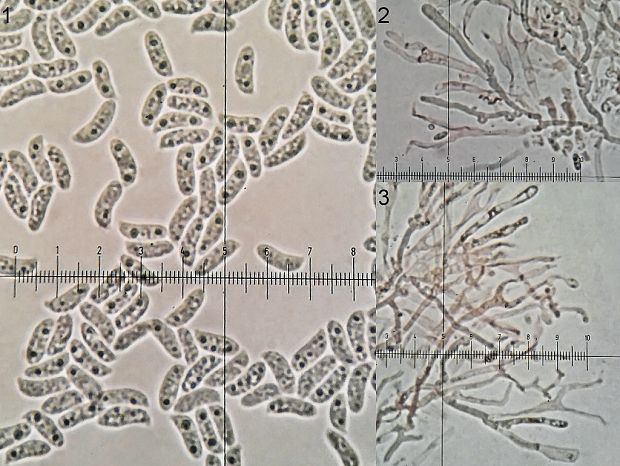 slzovec Cerinomyces enatus (Berk. & M.A. Curtis) A. Savchenko