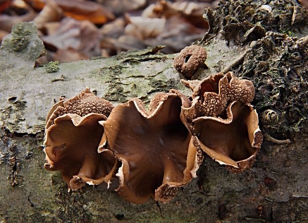 dutinovka otrubnatá Encoelia furfuracea (Roth) P. Karst.