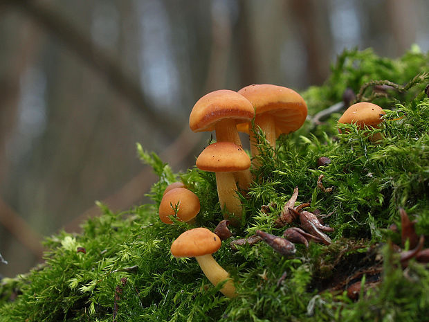 plamienka Flammulina sp.