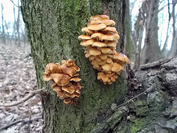 plamienka zimná  Flammulina velutipes var. lactea (Quél.) Bas