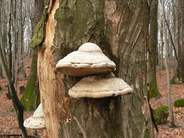 práchnovec kopytovitý Fomes fomentarius (L.) J.J. Kickx