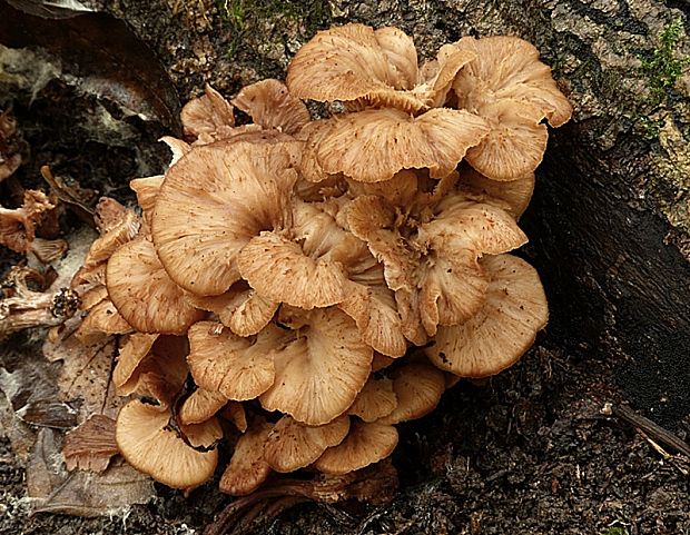 húževnatček ulitovitý Lentinellus cochleatus (Pers.) P. Karst.