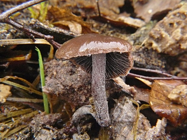 kropenatec kapkovitý Panaeolus guttulatus Bres.