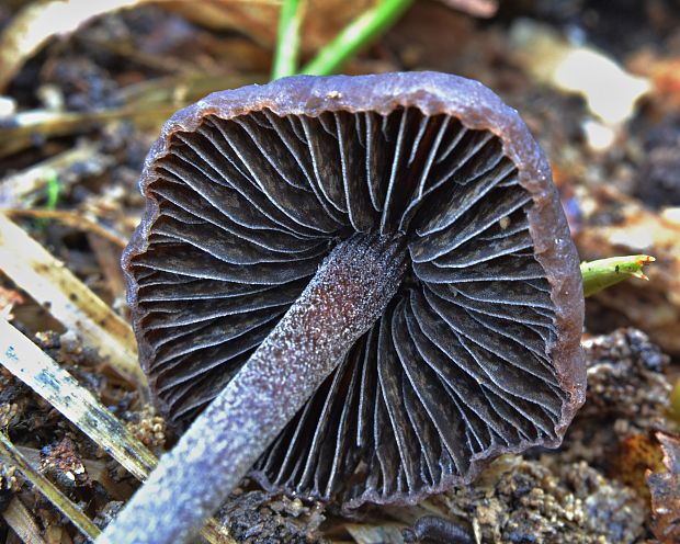 kropenatec kapkovitý Panaeolus guttulatus Bres.