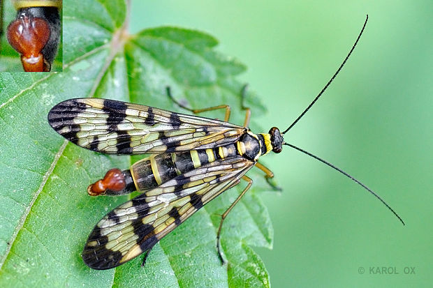 srpica Panorpa vulgaris