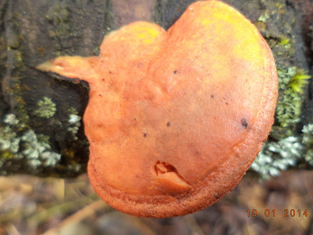 červenica rumelková Pycnoporus cinnabarinus (Jacq.) P. Karst.