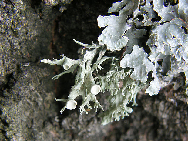 stužkovec topoľový Ramalina fastigiata (Pers.) Ach.