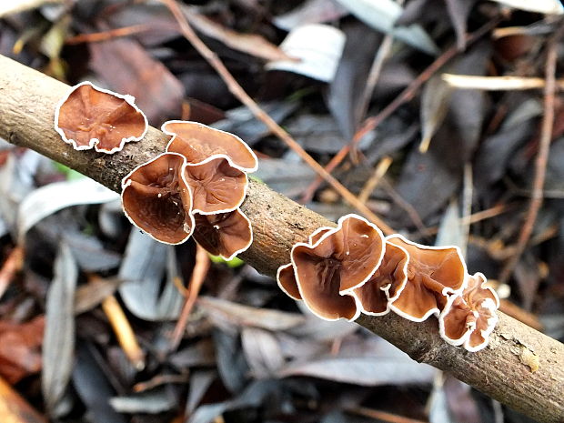 škľabka plstnatá Schizophyllum amplum (Lév.) Nakasone