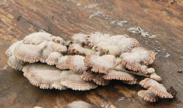 klanolupeňovka obyčajná Schizophyllum commune Fr.