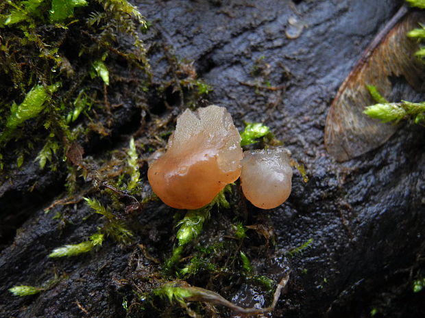 uchovec bazový biely Auricularia auricula-judae var. lactea Quél