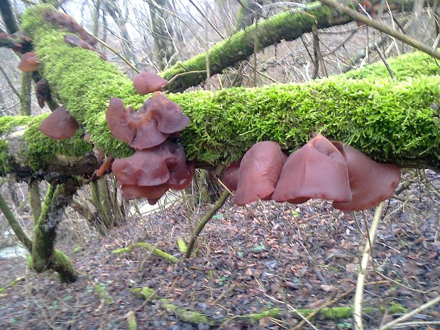 uchovec bazový Auricularia auricula-judae (Bull.) Quél.