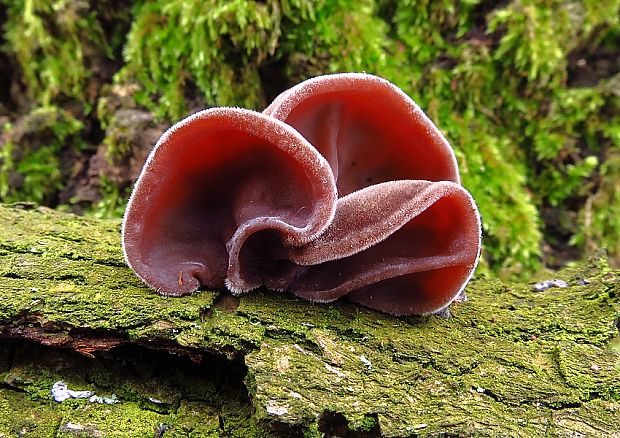 uchovec bazový Auricularia auricula-judae (Bull.) Quél.