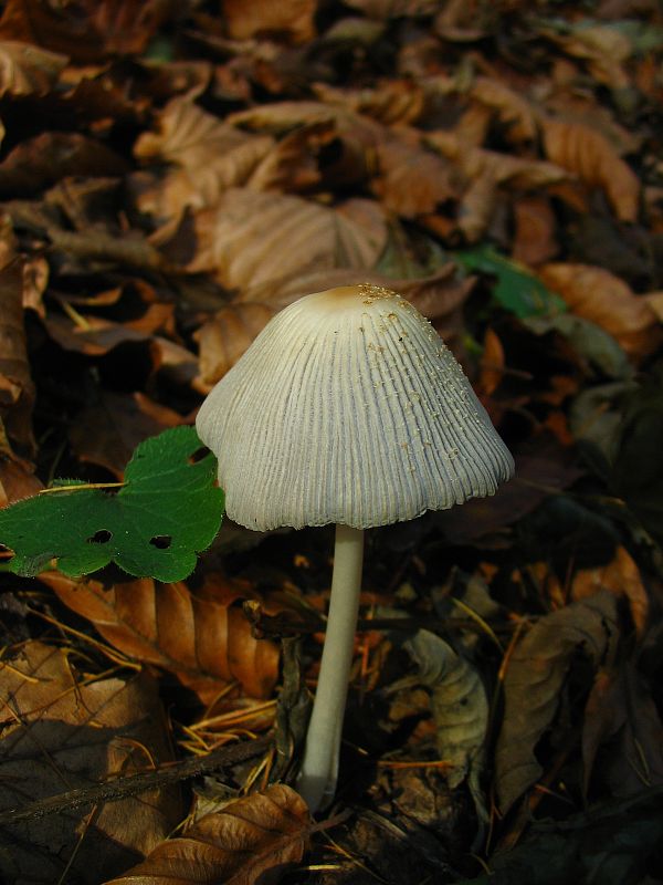 hnojník zriasený Coprinellus impatiens (Fr.) J.E. Lange