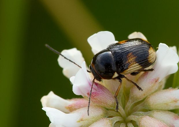 . Cryptocephalus moraei