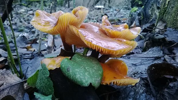 plamienka Flammulina sp.