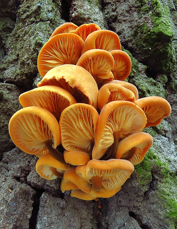 plamienka Flammulina sp.