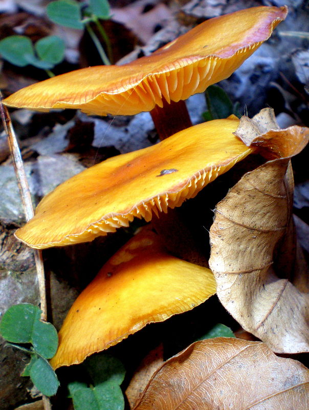 plamienka  Flammulina sp.