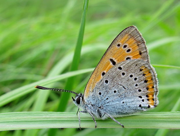 ohniváčik veľký Lycaena dispar