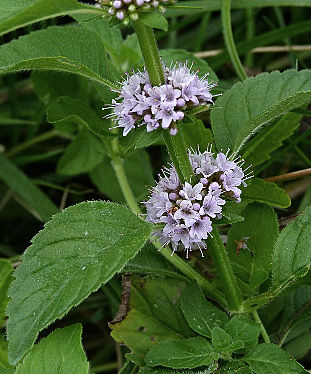 mäta vodná Mentha aquatica L.