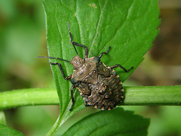 bzdocha červenonohá / kněžice rudonohá Pentatoma rufipes Linnaeus, 1758