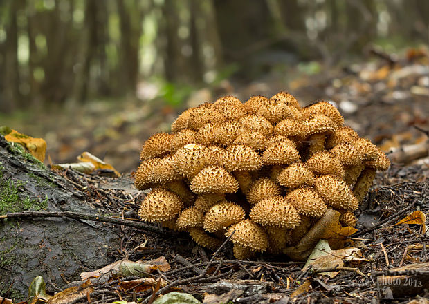 šupinovka šupinatá Pholiota squarrosa (Vahl) P. Kumm.