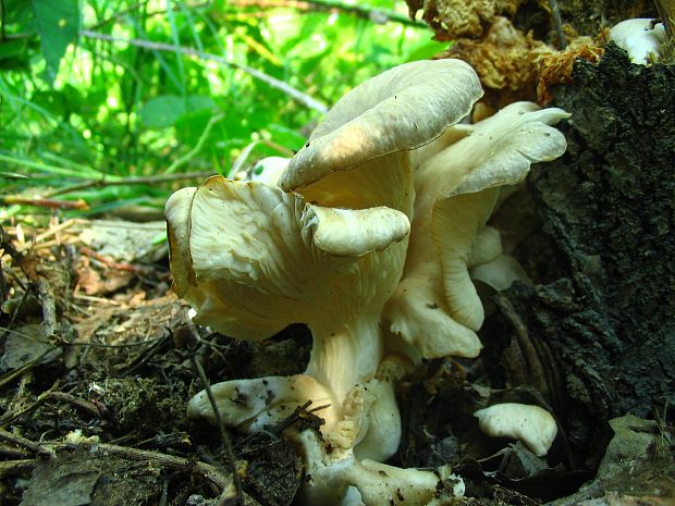 hliva lievikovitá Pleurotus cornucopiae (Paulet) Rolland