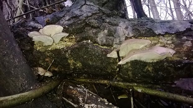 hliva ustricovitá Pleurotus ostreatus (Jacq.) P. Kumm.