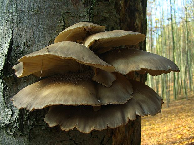 hliva ustricovitá Pleurotus ostreatus (Jacq.) P. Kumm.