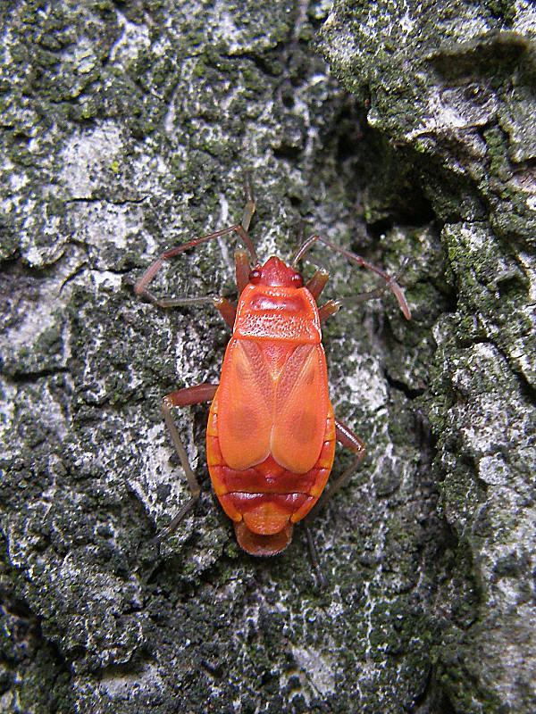 cifruša bezkrídla / ruměnice pospolná Pyrrhocoris apterus Linnaeus, 1758