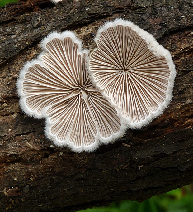 klanolupeňovka obyčajná Schizophyllum commune Fr.