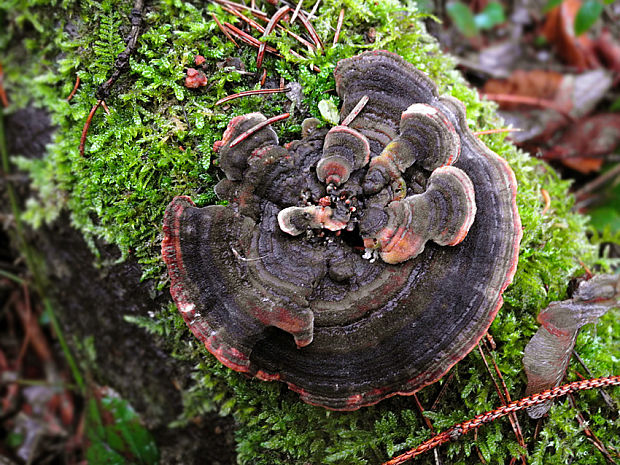 trúdnikovec pestrý Trametes versicolor (L.) Lloyd