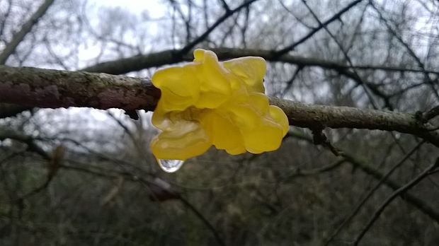 rôsolovka zlatožltá Tremella mesenterica Retz.