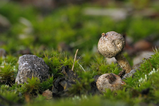 stopkovec zimný Tulostoma brumale Pers.