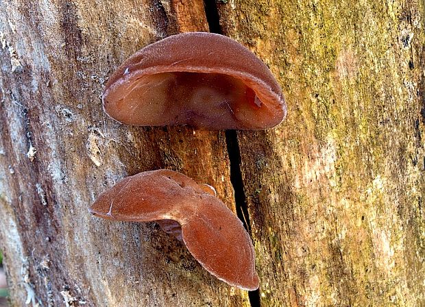 uchovec bazový Auricularia auricula-judae (Bull.) Quél.