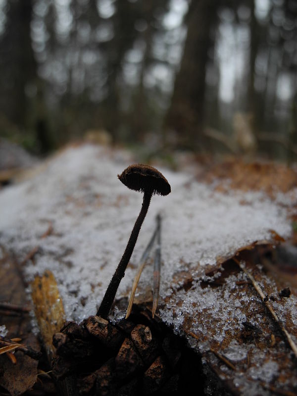 lopatovka obyčajná Auriscalpium vulgare Gray