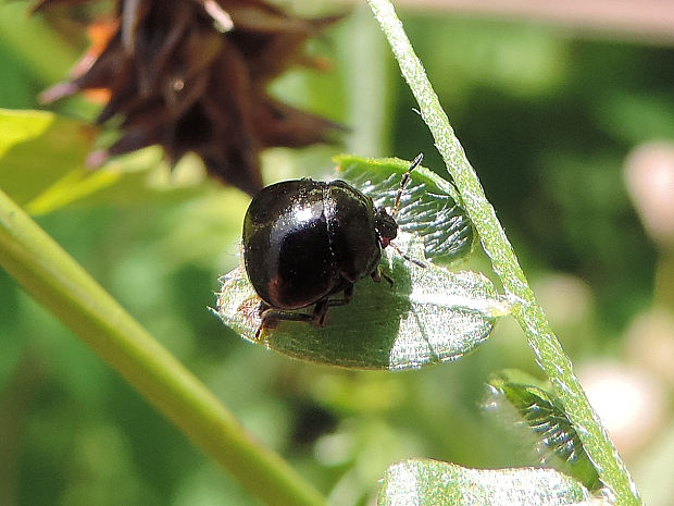 okrúhlička čierna / zaoblenka černá Coptosoma scutellatum Geoffroy, 1785